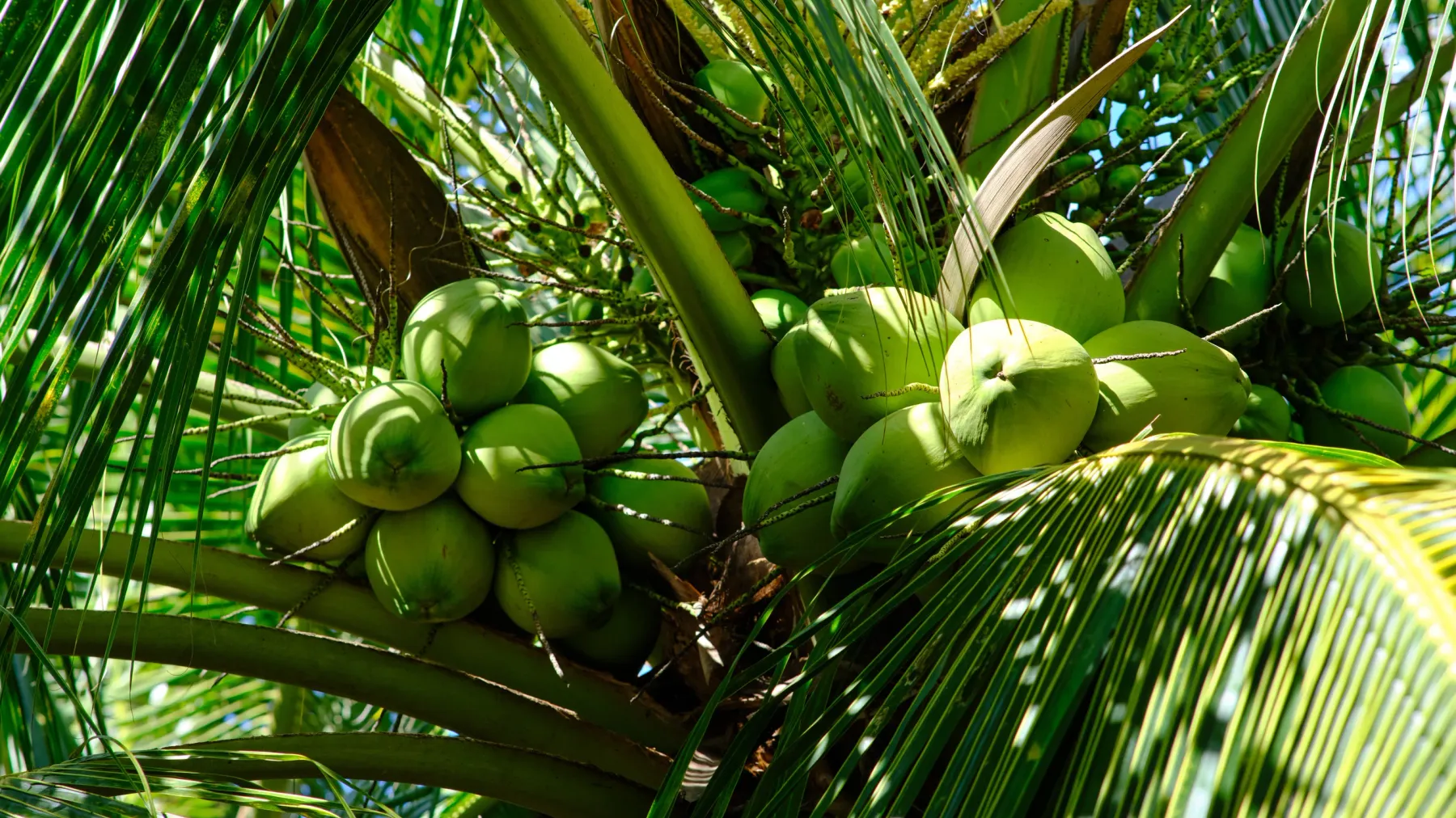កម្ពុជា​មាន​ផ្ទៃ​​ដី​ដាំដូង​ជាង​ ២ ម៉ឺន​ហិកតា​ ​តែ​ការ​ផ្គត់ផ្គង់​ដូង​ខ្ចី​នៅ​មិន​ទាន់​ឆ្លើយតប​ទីផ្សារ​