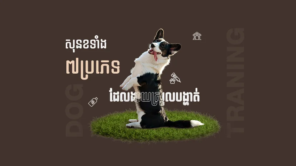 សុនខទាំង ៧ ប្រភេទដែលងាយស្រួលបង្ហាត់