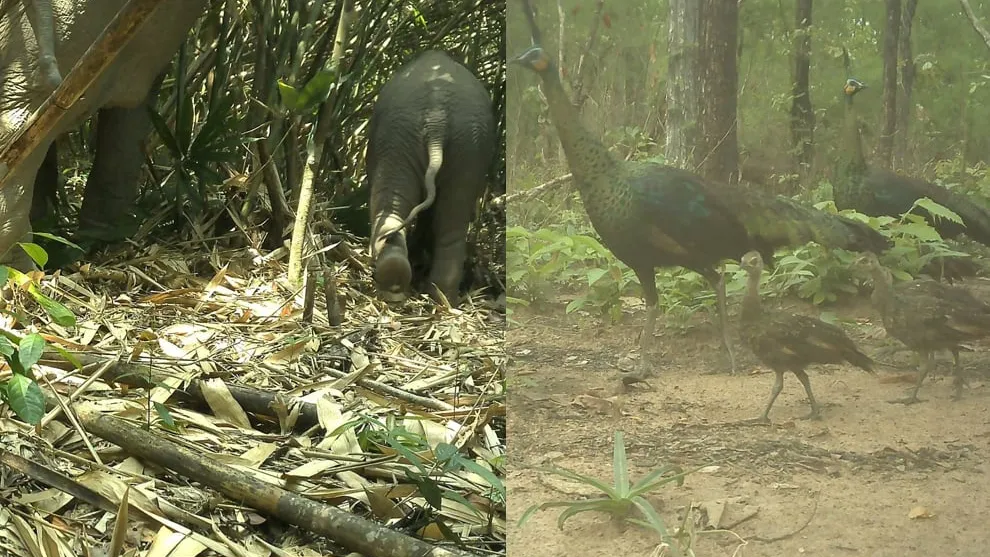 ប្រភេទសត្វកម្រ និងជុតផុតពូជ ច្រើននៅឧទ្យានជាតិវីរៈជ័យ ត្រូវបានកត់ត្រាតាមរយ:ម៉ាស៊ីនថតស្វ័យប្រវត្ត