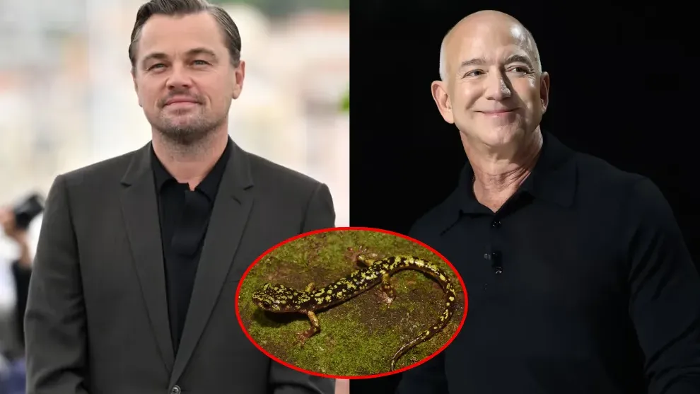 Leonardo DiCaprio និង Jeff Bezos ប្តេជ្ញាផ្តល់ប្រាក់ ២០០ លានដុល្លារ ដើម្បីជួយសត្វជិតផុតពូជ ១០០ ប្រភេទ