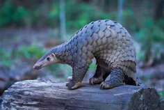 អ្នកអភិរក្ - Thumbnail