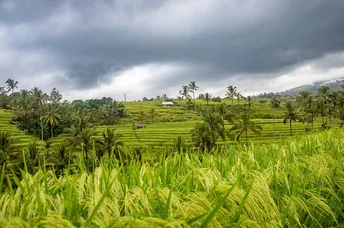 ឥណ្ឌូណេស៊ីប្រកាសបញ្ឈប់ការកាប់បំផ្លាញព្រៃឈើដើម្បីធ្វើស្រែ - AMS Article Thumbnail