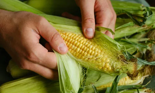 តើ ពោត ល្អចំពោះសុខភាពដែរ ឬទេ?