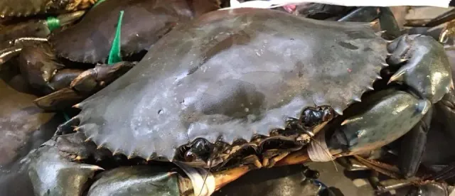 ការចុះបញ្ជី «ក្តាមថ្មកោះកុង»ជាម៉ាកសម្គាល់ភូមិសាស្ត្រទំនិញ ជួយបង្កើនគុណតម្លៃ ប្រាក់ចំណូល និងលើកកម្ពស់ជីវភាពរបស់ប្រជាសហគមន៍ - AMS Article Thumbnail