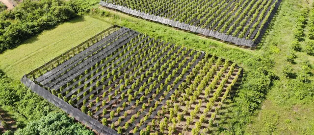 តម្លៃម្រេច​កំពត​ឡើងថ្លៃ​ ខណៈទិន្នផលធ្លាក់ចុះ​ក្នុងឆ្នាំ ២០២៦ នេះ​ - AMS Article Thumbnail