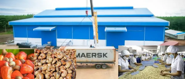 ការវិនិយោគលើរោងចក្រកែច្នៃ គឺជាកម្លាំងចលករដ៏សំខាន់ក្នុងការជំរុញខ្សែច្រវាក់តម្លៃស្វាយចន្ទីកម្ពុជា - AMS Article Thumbnail