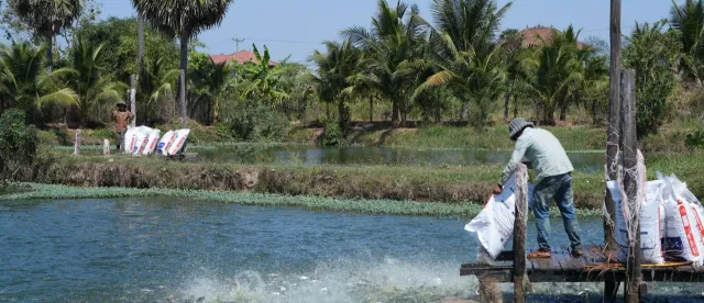 ការចិញ្ចឹមត្រីទទួលបានផលចំណេញច្រើន ប៉ុន្តែទាមទារឱ្យយកចិត្តទុកដាក់ខ្ពស់ - AMS Article Thumbnail