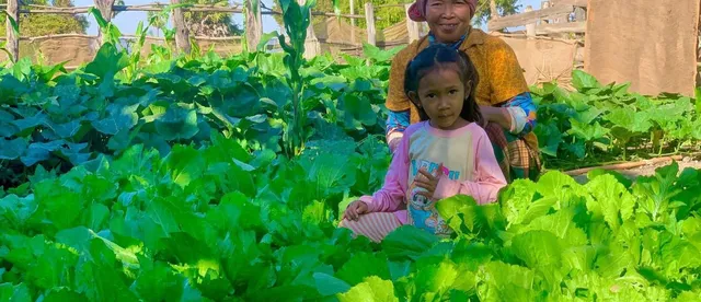 ច្នៃដីទំនេរនៅក្បែរផ្ទះដាំដំណាំ​ បង្កបង្កើនផល ​បានទាំងបន្លែទទួលទាន បានទាំងប្រាក់ចំណូលប្រចាំថ្ងៃ - AMS Article Thumbnail