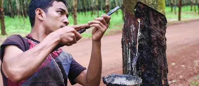 កម្ពុជាបន្តនាំចូល​ជ័រកៅស៊ូ ខណៈរោងចក្រកែច្នៃកៅស៊ូ និងឈើកៅស៊ូ កើនដល់ជិត ១៨០ កន្លែង - AMS Article Thumbnail