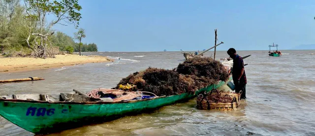 ទីផ្សារ​ចិន​ជួយ​ឱ្យ​កសិករនៅខេត្ត​កំពត​ត្រឡប់​មក​ដាំ​សារាយ​សមុទ្រ​វិញ​ - AMS Article Thumbnail