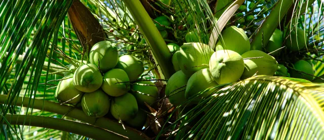 ដូង​ពី​ខេត្ត​កំពត​ហូរ​ចូល​ទីផ្សារ​ភ្នំពេញ ​​អ្នក​លក់​រាយអាច​រក​ចំណូល​ដល់​ជិត​ ​៣០ ម៉ឺន​រៀល​ក្នុង​មួយ​ថ្ងៃ​ - AMS Article Thumbnail