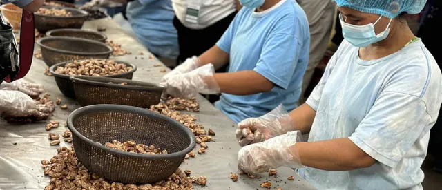 ទិន្នផលគ្រាប់ស្វាយចន្ទី ឆ្នាំ២០២៧ អាចធ្លាក់ចុះ ខណៈដែលសមាគមអំពាវនាវឱ្យកសិករយកចិត្តទុកដាក់ថែទាំប្រភពទឹក - AMS Article Thumbnail