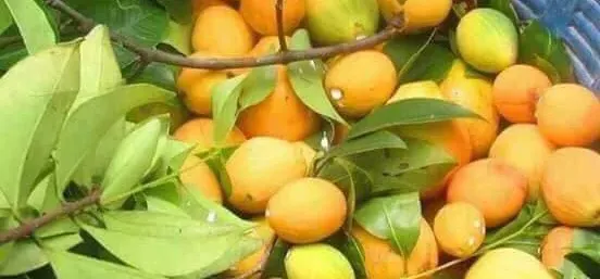 Thumbnail for រដូវគុយដល់ហើយ! ប្រជាសហគមន៍ រីករាយនឹងការប្រមូលផល ខណៈតម្លៃវាថ្លៃគួរសមនៅដើមរដូវ