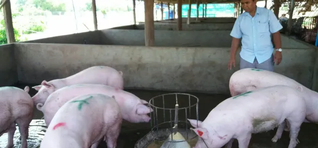 Thumbnail for កម្ពុជាមានសមត្ថភាពគ្រប់គ្រាន់ក្នុងការផ្គត់ផ្គង់សាច់ជ្រូកសម្រាប់តម្រូវការប្រចាំថ្ងៃរបស់ប្រជាពលរដ្ឋ