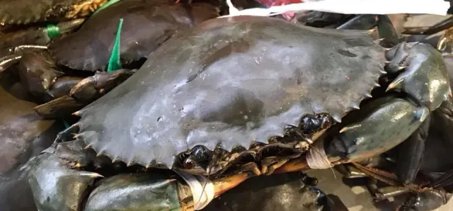 Thumbnail for ការចុះបញ្ជី «ក្តាមថ្មកោះកុង»ជាម៉ាកសម្គាល់ភូមិសាស្ត្រទំនិញ ជួយបង្កើនគុណតម្លៃ ប្រាក់ចំណូល និងលើកកម្ពស់ជីវភាពរបស់ប្រជាសហគមន៍