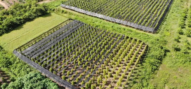 Thumbnail for តម្លៃម្រេច​កំពត​ឡើងថ្លៃ​ ខណៈទិន្នផលធ្លាក់ចុះ​ក្នុងឆ្នាំ ២០២៦ នេះ​