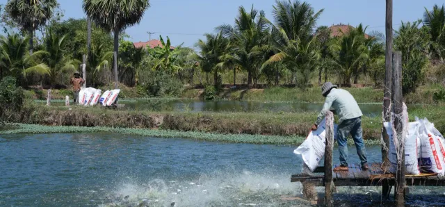 Thumbnail for ការចិញ្ចឹមត្រីទទួលបានផលចំណេញច្រើន ប៉ុន្តែទាមទារឱ្យយកចិត្តទុកដាក់ខ្ពស់