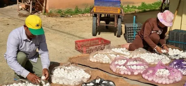 Thumbnail for តម្រូវការ​ពង​ទា​ហក់​ឡើង​ខ្ពស់​ក្នុង​រដូវ​ភ្ជុំ​បិណ្ឌ​៖ ​ពង​ទា ​៤ លាន​គ្រាប់​ចូល​ទីផ្សារ​ក្នុង​មួយ​ថ្ងៃ​