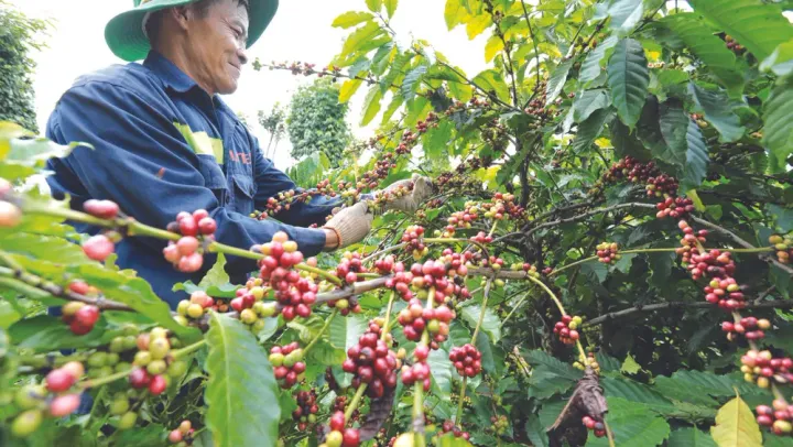 ក្រសួងកសិកម្ម ជំរុញឱ្យអ្នកដាំក...