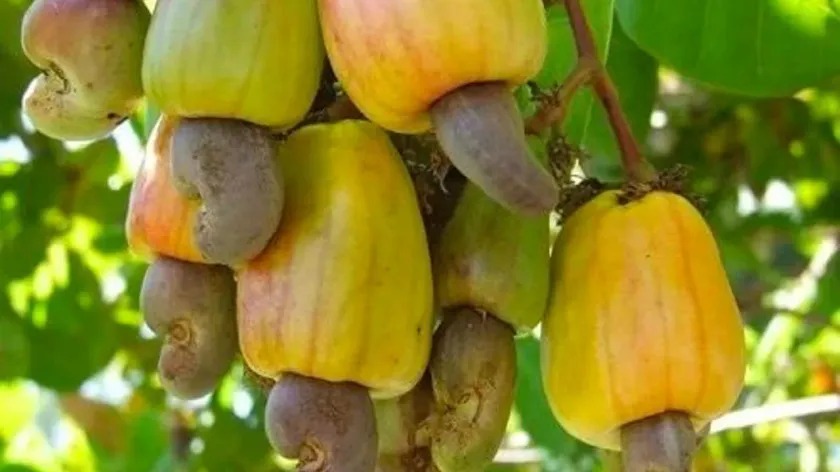 កម្ពុជា នឹងនាំចេញគ្រាប់ស្វាយចន...