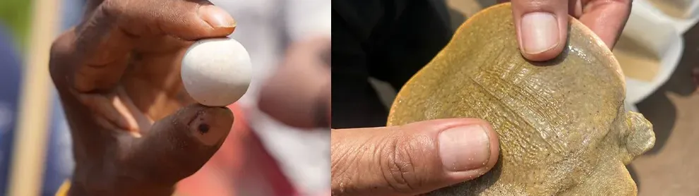 Image for article: កន្ធាយក្បាលកង្កែប ជិតផុតពូជ ១៥ ក្បាល ត្រូវលែងចូលដែនទឹកធម្មជាតិ នៃខេត្តក្រចេះ