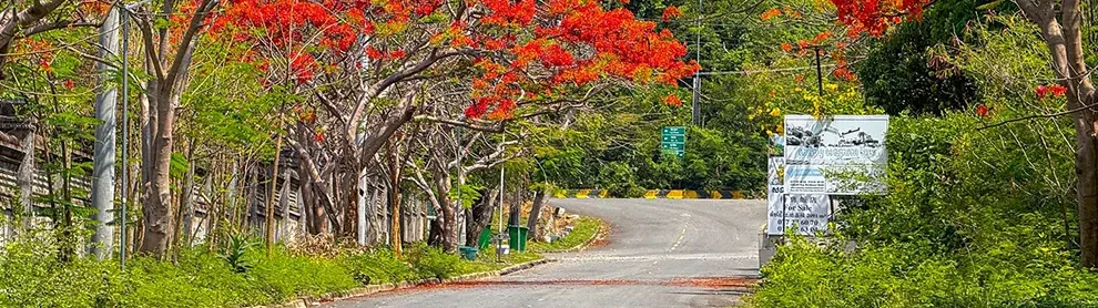 Image for article: ដល់រដូវហើយ! ផ្កាក្ងោកខេត្តកែប ចាប់ផ្ដើមរីកដាសពេញផ្លូវ ស្អាតខ្លាំងណាស់