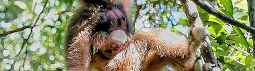 Image for article: ស្វាគមន៍ សមាជិក​ទី​១៥ នៃ​គ្រួសារ​សត្វ​ទោច​មកុដ​ក្នុង​តំបន់ព្រៃ​អង្គរ មាន​ឈ្មោះ​ថា រៃ