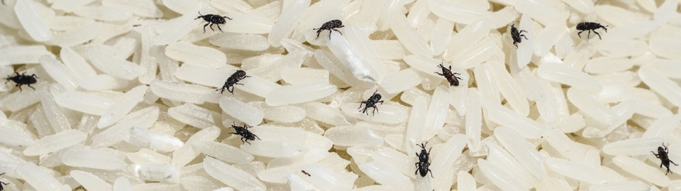 Image for article: អស់បារម្ភរឿងសត្វខ្មូតស៊ីអង្ករ ជាមួយនឹងគន្លឹះងាយៗទាំង ៤ នេះ
