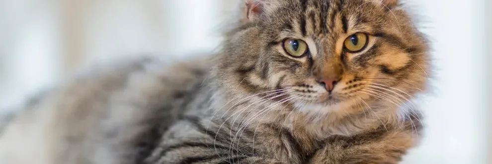 ត្រឹមជាសត្វចិញ្ចឹម តែបើសាកល្បងសង្កេតមើល ឆ្មាកំពុងបង្រៀនមេរៀនជីវិតជូនអ្នកប្រចាំថ្ងៃ - Main Article Image