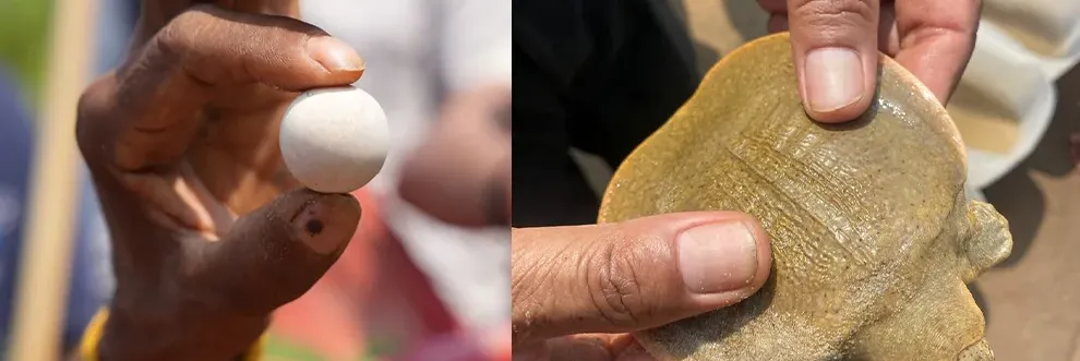 កន្ធាយក្បាលកង្កែប ជិតផុតពូជ ១៥ ក្បាល ត្រូវលែងចូលដែនទឹកធម្មជាតិ នៃខេត្តក្រចេះ - Main Article Image