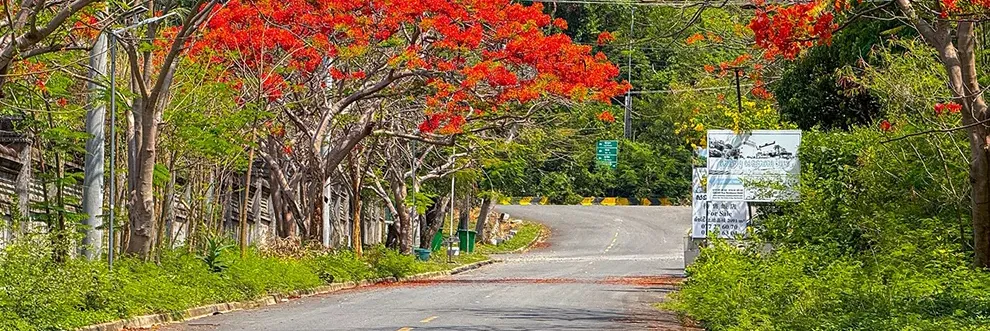 ដល់រដូវហើយ! ផ្កាក្ងោកខេត្តកែប ចាប់ផ្ដើមរីកដាសពេញផ្លូវ ស្អាតខ្លាំងណាស់ - Main Article Image