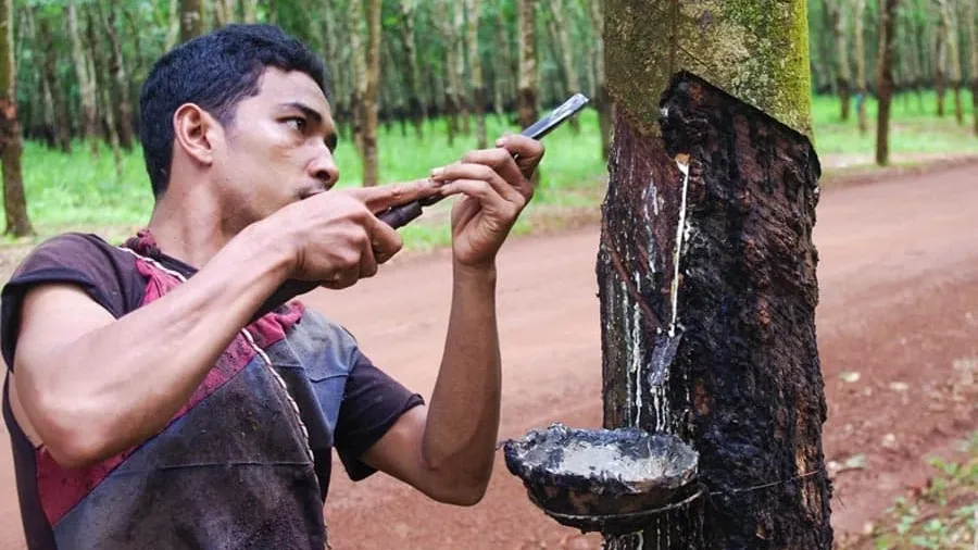 កម្ពុជាបន្តនាំចូល​ជ័រកៅស៊ូ ខណៈ...