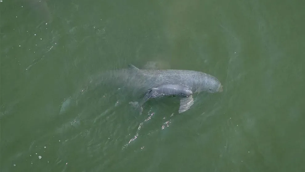 ស្វាគមន៍កូន​ផ្សោត​ទើប​កើតថ្មី សមាជិក​ទី ១១៨ នៃ​គ្រួសារ​ផ្សោតទឹកសាបនៅទន្លេមេគង្គ