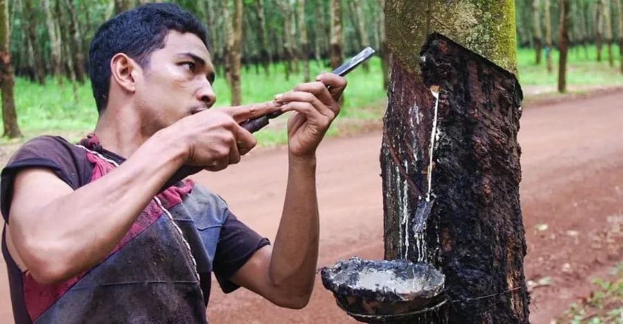 កម្ពុជាបន្តនាំចូល​ជ័រកៅស៊ូ ខណៈ...