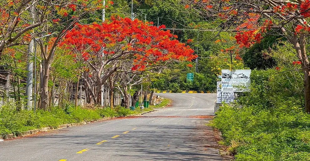 ដល់រដូវហើយ! ផ្កាក្ងោកខេត្តកែប ចាប់ផ្ដើមរីកដាសពេញផ្លូវ ស្អាតខ្លាំងណាស់