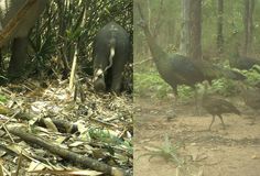 ប្រភេទសត្វកម្រ និងជុតផុតពូជ ច្រើននៅឧទ្យានជាតិវីរៈជ័យ ត្រូវបានកត់ត្រាតាមរយ:ម៉ាស៊ីនថតស្វ័យប្រវត្ត