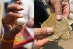 កន្ធាយក្បាលកង្កែប ជិតផុតពូជ ១៥ ក្បាល ត្រូវលែងចូលដែនទឹកធម្មជាតិ នៃខេត្តក្រចេះ