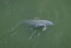 ស្វាគមន៍កូន​ផ្សោត​ទើប​កើតថ្មី សមាជិក​ទី ១១៨ នៃ​គ្រួសារ​ផ្សោតទឹកសាបនៅទន្លេមេគង្គ