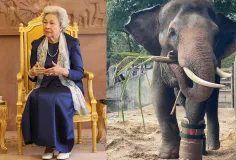 សម្ដេច​ម៉ែ ប្រោស​ប្រទានជើងសិប្បនិម្មិត​ដល់ដំរី ឈូក ដែល​កំពុង​រស់​នៅ​ភ្នំ​តាម៉ៅ