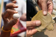 កន្ធាយក្បាលកង្កែប ជិតផុតពូជ ១៥ ក្បាល ត្រូវលែងចូលដែនទឹកធម្មជាតិ នៃខេត្តក្រចេះ - Article