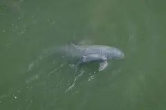 ស្វាគមន៍កូន​ផ្សោត​ទើប​កើតថ្មី សមាជិក​ទី ១១៨ នៃ​គ្រួសារ​ផ្សោតទឹកសាបនៅទន្លេមេគង្គ - Article