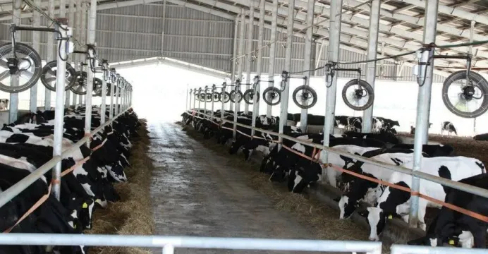 ទឹកដោះគោស្រស់ពីម៉ាឡេស៊ី កំពុងទ...