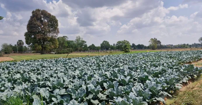 កសិករ៤គ្រួសារ ប្រើប្រាស់ដីរួមគ...