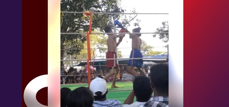 បាត់ដំបងសម្បូរសង្វៀនថ្នាលតាមវត...