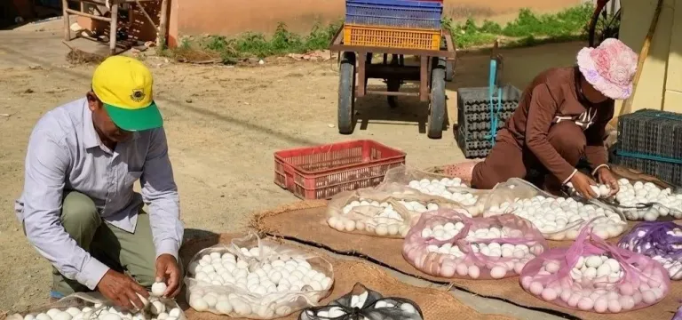 តម្រូវការ​ពង​ទា​ហក់​ឡើង​ខ្ពស់​...