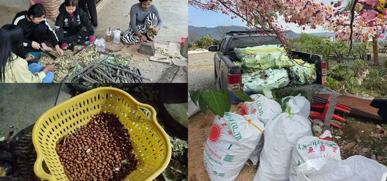 ល្បីផ្កាបូព្រឹក្សស្អាតពេក មន្ទីរខេត្តពោធិ៍សាត់ប្រកាស​ចែកកូនផ្កាជូនពលរដ្ឋ ក្រោយបណ្ដុះជោគជ័យ