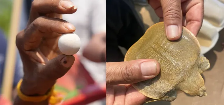 កន្ធាយក្បាលកង្កែប ជិតផុតពូជ ១៥ ក្បាល ត្រូវលែងចូលដែនទឹកធម្មជាតិ នៃខេត្តក្រចេះ