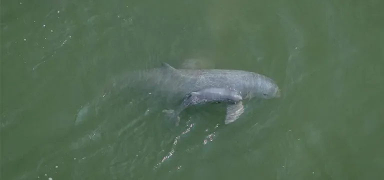 ស្វាគមន៍កូន​ផ្សោត​ទើប​កើតថ្មី សមាជិក​ទី ១១៨ នៃ​គ្រួសារ​ផ្សោតទឹកសាបនៅទន្លេមេគង្គ