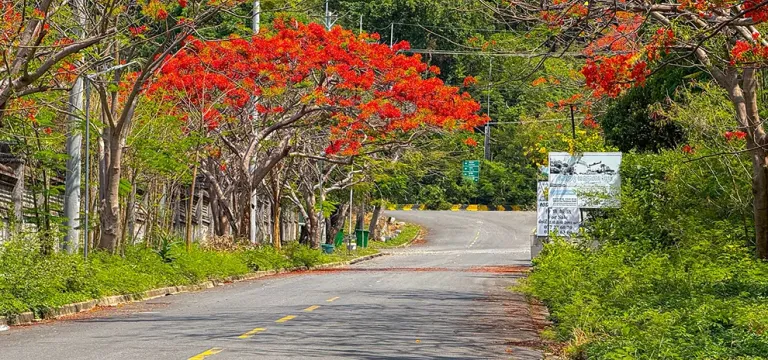 ដល់រដូវហើយ! ផ្កាក្ងោកខេត្តកែប ចាប់ផ្ដើមរីកដាសពេញផ្លូវ ស្អាតខ្លាំងណាស់