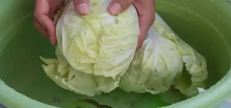 របៀបលាងស្អាតស្ពៃក្តោបឲ្យបានត្រឹមត្រូវ ញ៉ាំទៅមិនភ័យខ្លាចមានគ្រោះថ្នាក់ ឬប៉ះពាល់សុខភាព